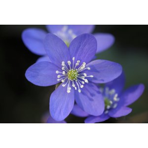 Blumen